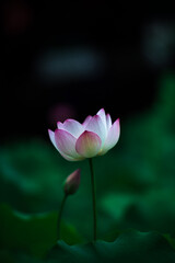 Obraz premium Beautiful blooming lotus