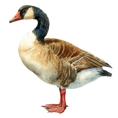 Goose in watercolor style, vector illustration, isolated on white background.