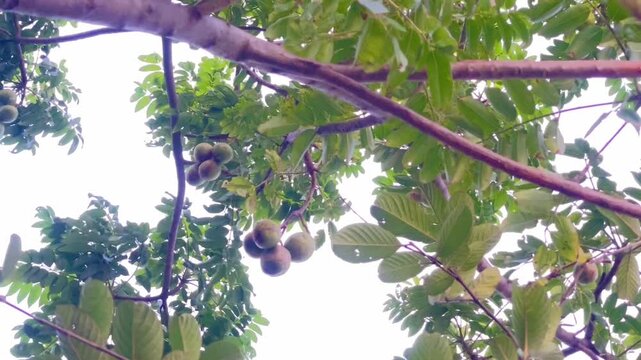 The fruit of Spondius mombin, also known as yellow mombin, hog plum, amra or cajazeera, is a species of tree and flowering plant in the family Anacardiaceae.