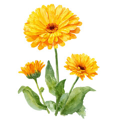 Calendula, watercolor painting, vector illustration, isolated on a white background.