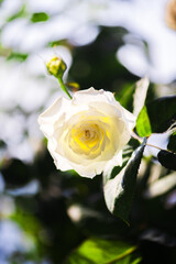Blooming white roses