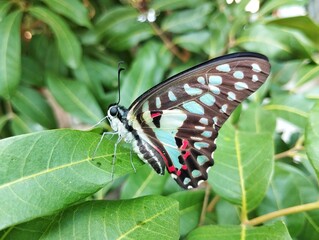 Tailed jay butterfly (Graphium agamemnon) on leaf in outdoor garden 