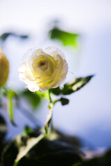 Blooming white roses