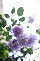 Blooming purple flowers