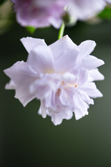 Blooming purple flowers