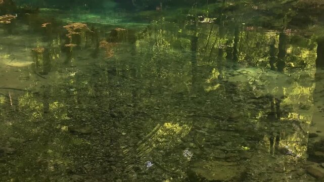 A calm forest pond surrounded by trees, mossy rocks, and yellow wildflowers. The glassy water reflects the green canopy above, creating a peaceful and untouched nature scene perfect for wellness, rela