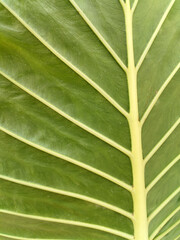 green leaf texture