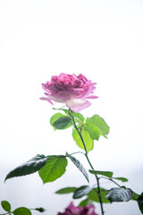 Obraz premium Blooming rose flowers