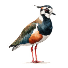 Watercolor vector illustration of Lapwing, isolated on white background.
