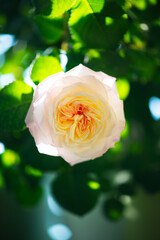 Blooming rose flowers