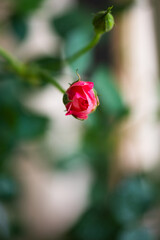 Blooming rose flowers