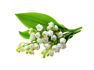 Obraz premium Delicate white bell shaped flowers with green leaves nature, Isolated, Transparent Png