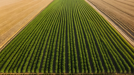 No birds and no animals after harvesting on field of wheat - as a result of ecological impact on nature due to overusing doses of fertilization by pesticides in modern agriculture industry