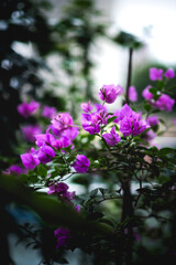Purple bougainvillea in full bloom