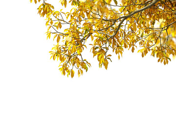 Obraz premium yellow autumn leaves isolated on white