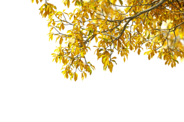 yellow autumn leaves isolated on white