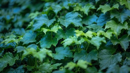 Lush Green Ivy Leaves Forming Natural Background Texture