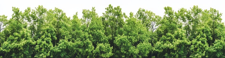 A wide and isolated lush green forest can be seen on the horizon, with its edge comprising deciduous and coniferous trees, all set against a natural background