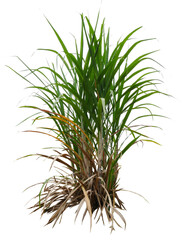 sugar plant PNG transparent removed original background 