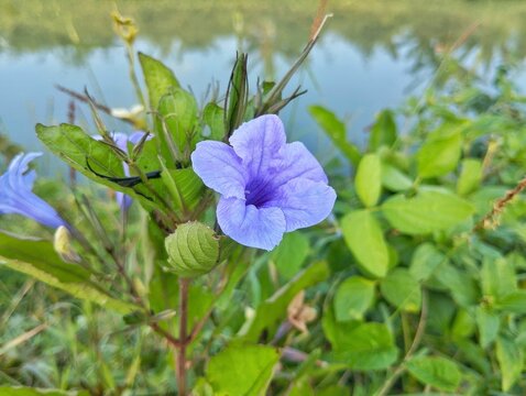 Ruella tuberosa flower blossom  in outdoor garden 