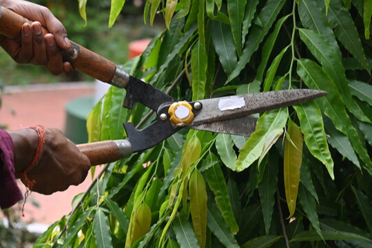 Pruning Polyalthia&nbsp;longifolia tree with big scissors. Gardener pruning the trees in his garden. Gardening or garden work.
