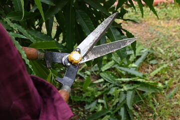 Pruning Polyalthia longifolia tree with big scissors. Gardener pruning the trees in his garden. Gardening or garden work.