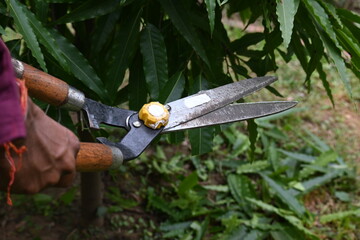 Pruning Polyalthia longifolia tree with big scissors. Gardener pruning the trees in his garden. Gardening or garden work.