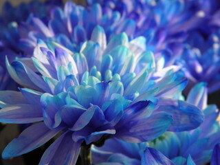 close up of blue flower