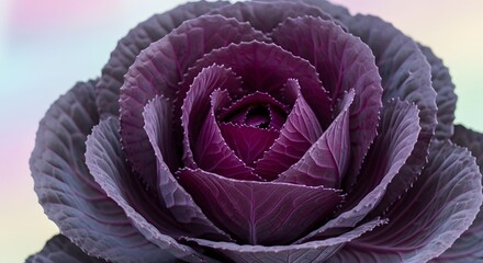 Obraz premium red cabbage head
