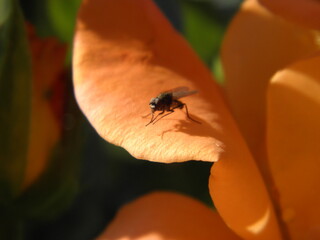 bee on flower