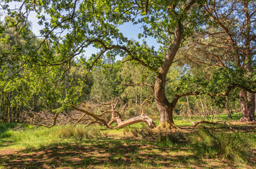 A dead tree-branch lies on the ground of a woodland. Shadows fall onto the ground.