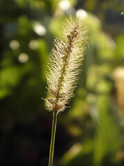 close up of grass