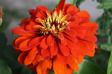 red dahlia flower in garden