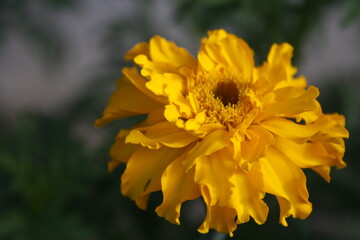 yellow flower in the garden