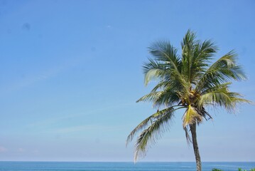 Palm Tree Overlooking Tropical Ocean