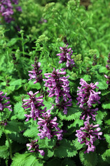 Obraz premium Closeup of Betony flowers, Kent England 