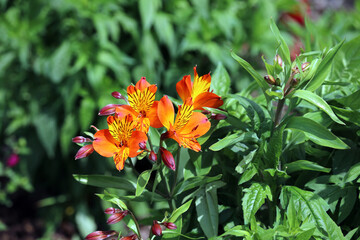 Macro image of orange and yellow Peruvian lily blooms and buds, Kent England
