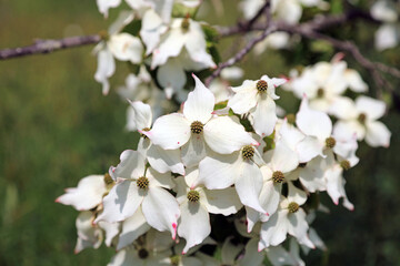 Obraz premium Macro image of sunlit Kousa blooms, Kent England 