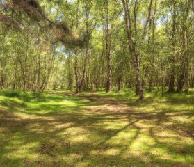 A path through a woodland with dappled sunlight on the ground.