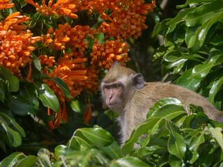 Mauritius macaque monkey endangered endemic species on tree with orange trumpet vine flowers