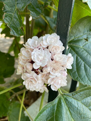 Glory Bower (Clerodendrum chinense) or pink clerodendrum, Burma cone head, Lady Nugent rose. Blooming Clerodendrum rose flower (Clerodendrum fragrans) in the Greek garden.