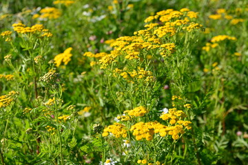 Vibrant Field of Yellow Flowers in Sunlight wallpaper