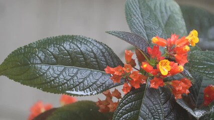 chrysothemis pulchella copper leaf black flamingo sunset bells flower in the rain - Powered by Adobe
