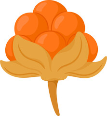 illustration cloudberry fruit
