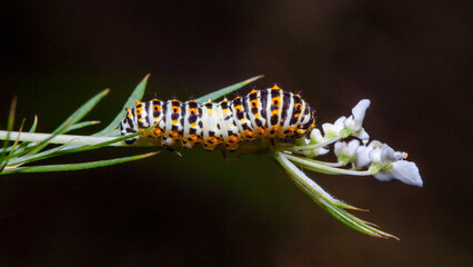 caterpillar on a flower