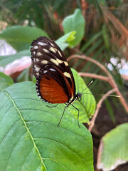A stunning butterfly rests delicately on a green leaf. Its wings feature vibrant orange and black patterns with white spots. The lush green background highlights the insect's elegant details beautiful
