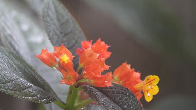 chrysothemis pulchella copper leaf black flamingo sunset bells flower in the rain