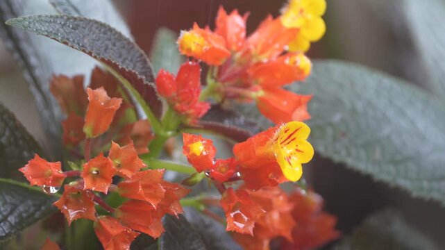 chrysothemis pulchella copper leaf black flamingo sunset bells flower in the rain