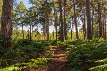 A path through some ferns leading to tall pine trees.