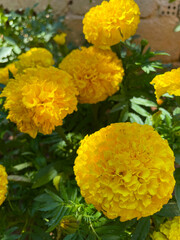 Bright yellow marigold flowers in full bloom with lush green leaves in a garden, captured in natural sunlight. A vibrant floral background symbolizing summer, nature, and beauty.
